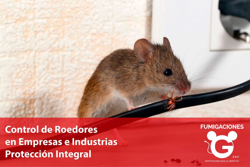 Control de Roedores en Empresas e Industrias: Protección Integral Más Allá de la Desratización
