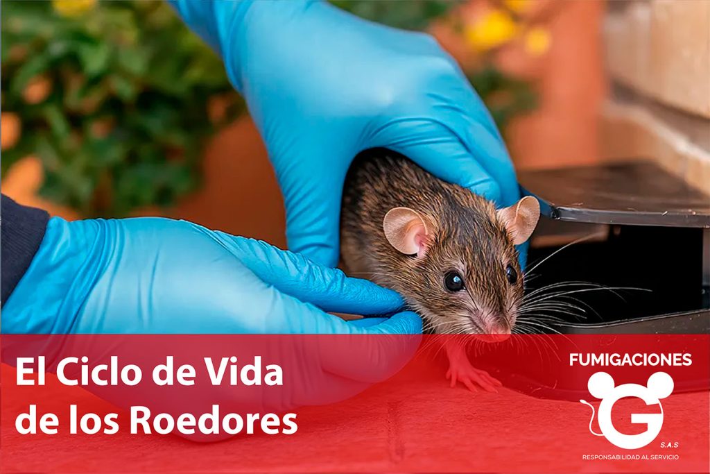 El Ciclo de Vida de los Roedores: Clave para su Control Efectivo