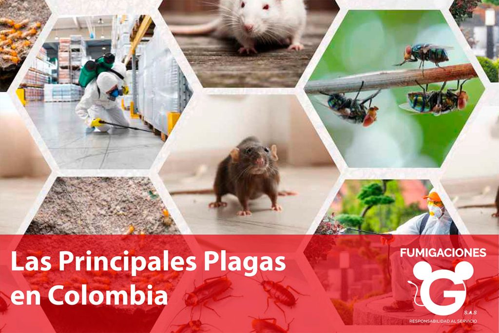 Las Principales Plagas en Colombia y Cómo Controlarlas